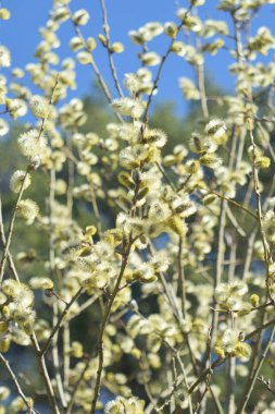 Palm Sunday. Çiçekaçan söğüt yakın.