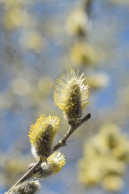 Palm Sunday. Çiçekaçan söğüt yakın.