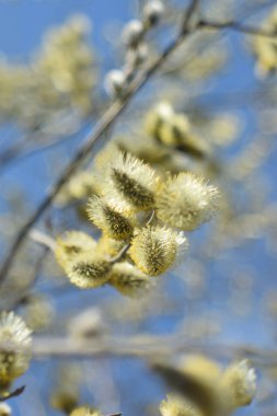 Palm Sunday. Çiçekaçan söğüt yakın.