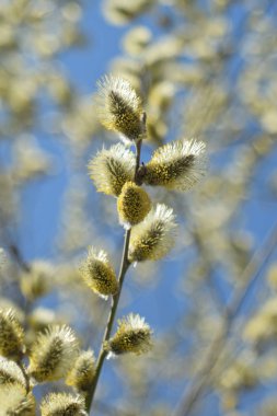 Palm Sunday. Çiçekaçan söğüt yakın.