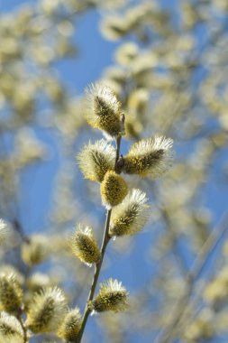 Palm Sunday. Çiçekaçan söğüt yakın.