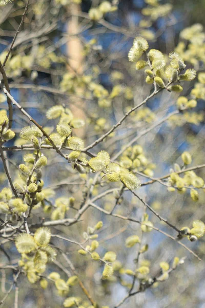 Dimanche Des Rameaux Saule Fleurs Gros Plan — Photo