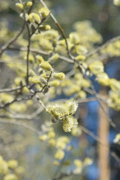 Palm Sunday Çiçekaçan Söğüt Yakın — Stok fotoğraf