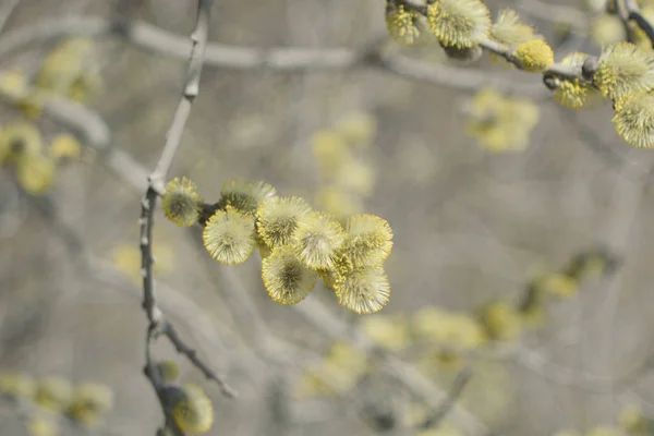 Palm Sunday Çiçekaçan Söğüt Yakın — Stok fotoğraf