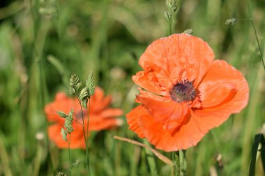Sabah, öğleden sonra ve gün batımında bulutlarda haşhaş