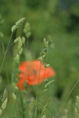 Sabah, öğleden sonra ve gün batımında bulutlarda haşhaş