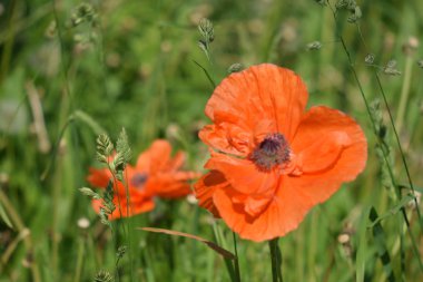 Sabah, öğleden sonra ve gün batımında bulutlarda haşhaş