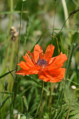 Sabah, öğleden sonra ve gün batımında bulutlarda haşhaş