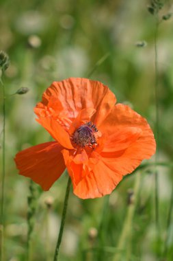 Sabah, öğleden sonra ve gün batımında bulutlarda haşhaş