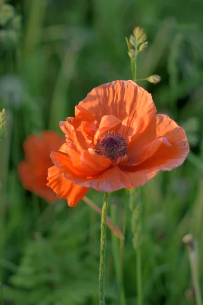 Poppy in de wolken in de ochtend, middag en bij zonsondergang — Stockfoto