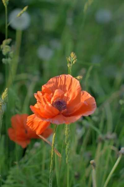 Mohn in den Wolken am Morgen, Nachmittag und bei Sonnenuntergang — Stockfoto