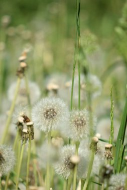 Karahindiba bulutları yakın çekim.