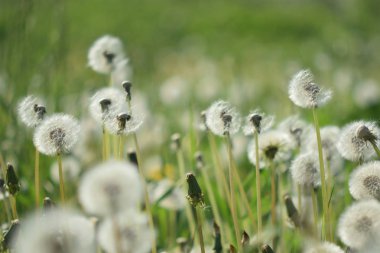 Karahindiba bulutları yakın çekim.