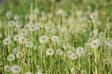Karahindiba bulutları yakın çekim.