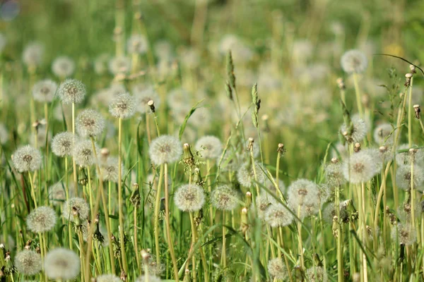 Karahindiba bulutları yakın çekim.