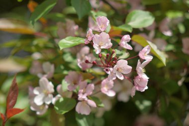 Cennet bahçelerinden çiçek açan elma ağacı yakın