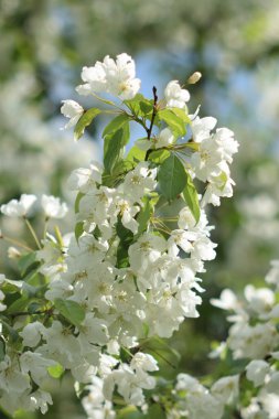 Cennet bahçelerinden çiçek açan elma ağacı yakın
