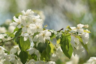 Cennet bahçelerinden çiçek açan elma ağacı yakın