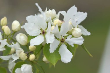 Cennet bahçelerinden çiçek açan elma ağacı yakın