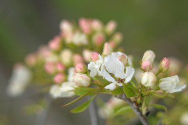 Cennet bahçelerinden çiçek açan elma ağacı yakın