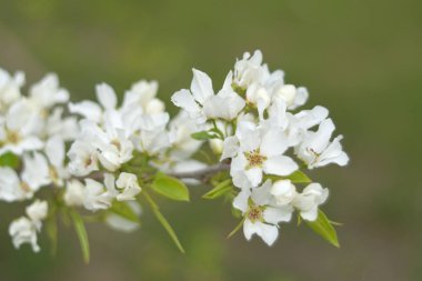 Cennet bahçelerinden çiçek açan elma ağacı yakın