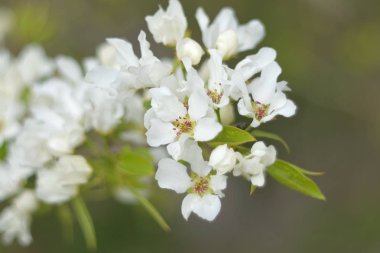 Cennet bahçelerinden çiçek açan elma ağacı yakın