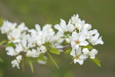 Cennet bahçelerinden çiçek açan elma ağacı yakın