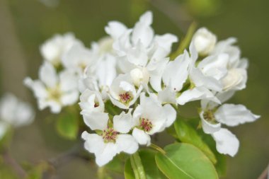 Cennet bahçelerinden çiçek açan elma ağacı yakın