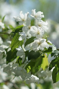 Cennet bahçelerinden çiçek açan elma ağacı yakın