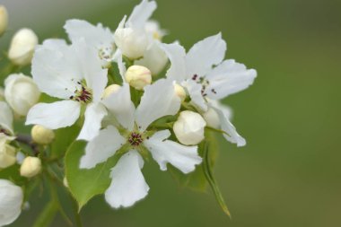Cennet bahçelerinden çiçek açan elma ağacı yakın