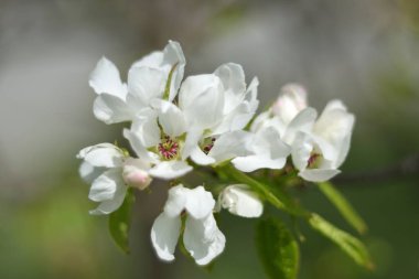 Cennet bahçelerinden çiçek açan elma ağacı yakın