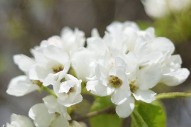 Cennet bahçelerinden çiçek açan elma ağacı yakın
