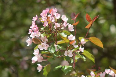 Cennet bahçelerinden çiçek açan elma ağacı yakın