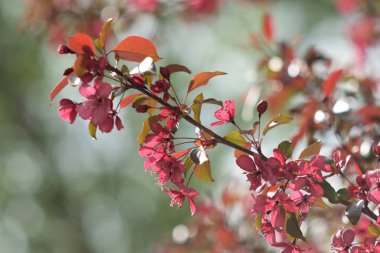 Cennet bahçelerinden çiçek açan elma ağacı yakın