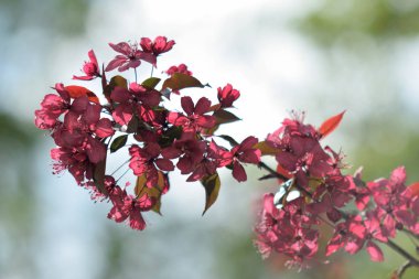 Cennet bahçelerinden çiçek açan elma ağacı yakın