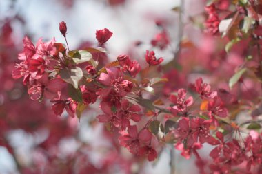 Cennet bahçelerinden çiçek açan elma ağacı yakın