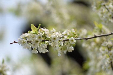 Cennet bahçelerinden çiçek açan elma ağacı yakın