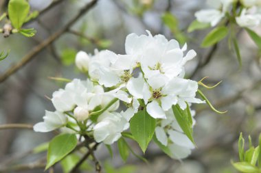 Cennet bahçelerinden çiçek açan elma ağacı yakın