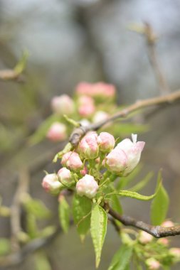 Cennet bahçelerinden çiçek açan elma ağacı yakın