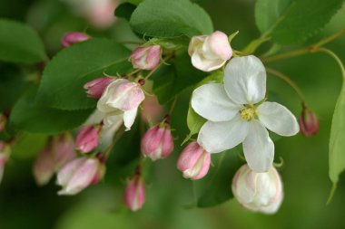 Cennet bahçelerinden çiçek açan elma ağacı yakın