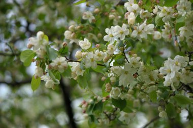 Cennet bahçelerinden çiçek açan elma ağacı yakın