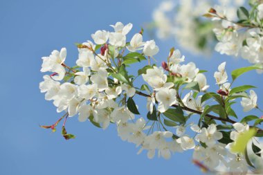Cennet bahçelerinden çiçek açan elma ağacı yakın