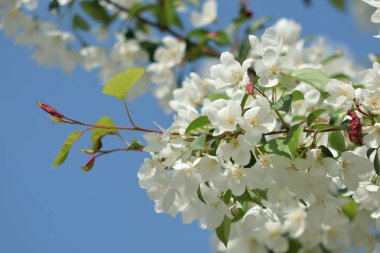 Cennet bahçelerinden çiçek açan elma ağacı yakın