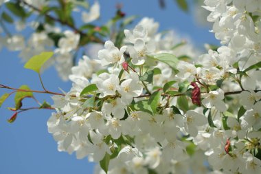 Cennet bahçelerinden çiçek açan elma ağacı yakın