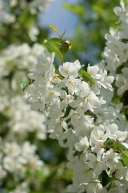 Cennet bahçelerinden çiçek açan elma ağacı yakın