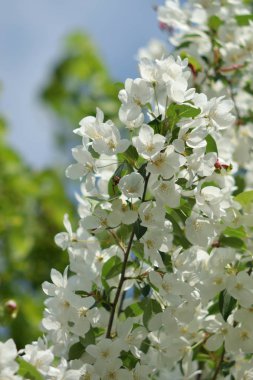 Cennet bahçelerinden çiçek açan elma ağacı yakın