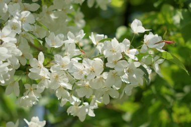 Cennet bahçelerinden çiçek açan elma ağacı yakın