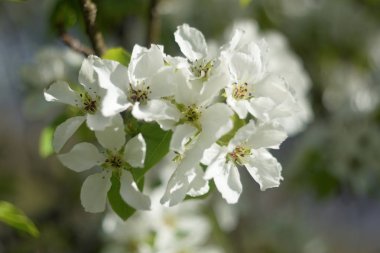 Cennet bahçelerinden çiçek açan elma ağacı yakın