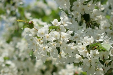 Cennet bahçelerinden çiçek açan elma ağacı yakın