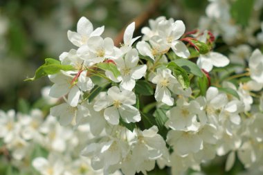 Cennet bahçelerinden çiçek açan elma ağacı yakın